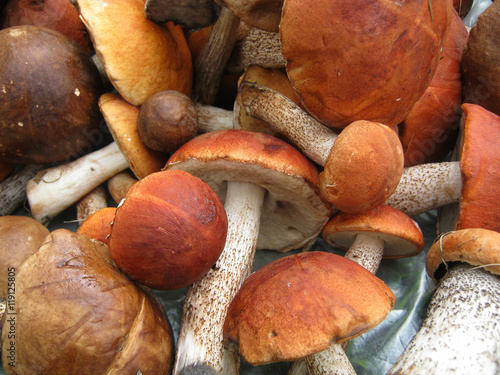 Many orange-cap boletus, lay in a heap. Cut mushrooms.