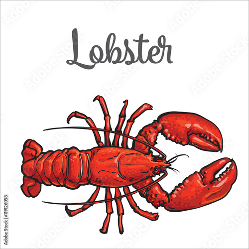 Full length lobster sketch style vector illustration isolated on white background. Drawing of lobster as luxury seafood delicacy. Edible underwater creature, healthy organic seafood