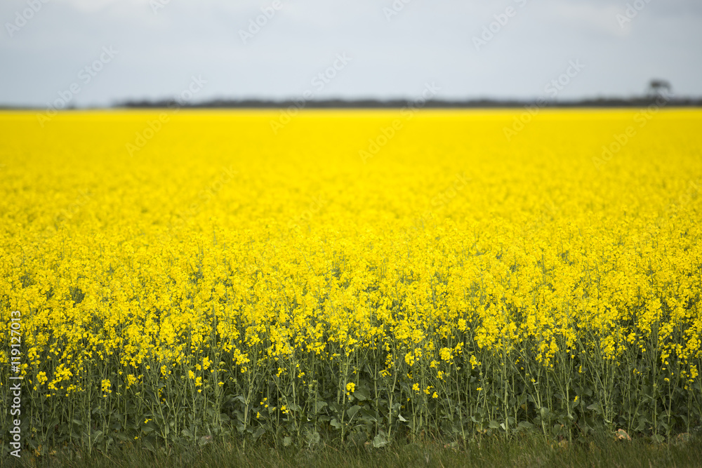 Obraz premium Field of bright canola plants during the day.