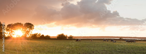 Fotografie pasture with sheep at sunset, panorama