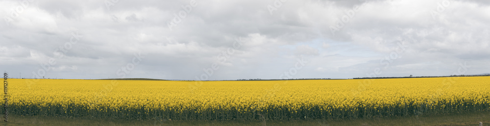 Field of bright canola plants during the day.