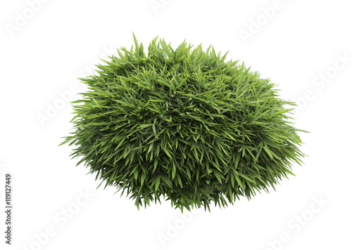Photography Bush of bamboo isolated,Objects with Clipping Paths