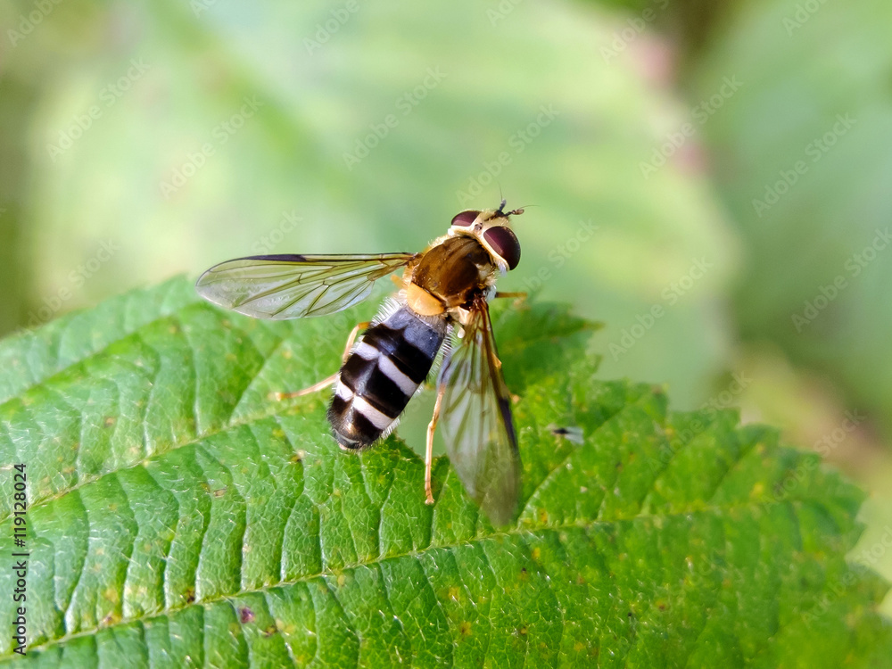 Wasp sitting on green leaf. The striped insect macro. Nature is beautiful in the summer. Winged insect gathers nectar from plants. Wasp sitting on green leaf. The striped insect macro. Nature is beautiful in the summer. Winged insect gathers nectar from plants.