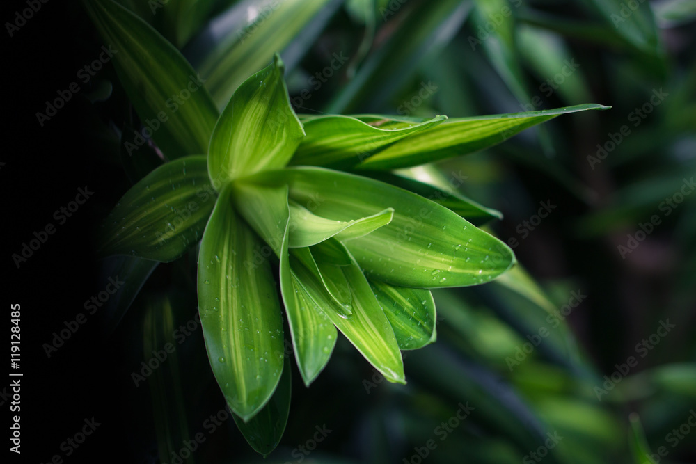 Fototapeta premium Leaves green background close up, plant background