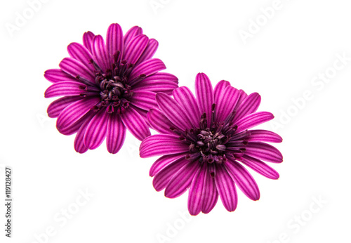 Osteosperumum Flower Daisy