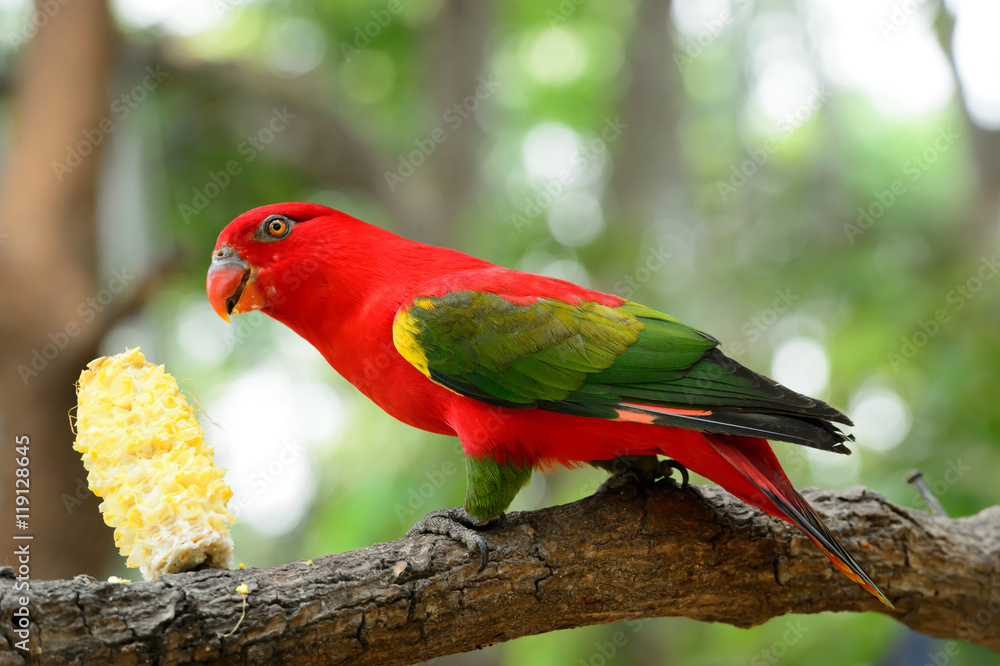 Chattering Lory (Lorius garrulus), standing on a branch