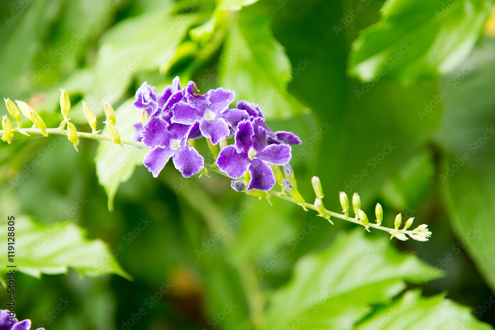 Bunches of Golden Dewdrops in front of tropical plants. Bunches of Golden Dewdrops in front of tropical plants.