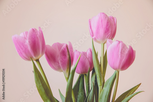 beautiful tulips 