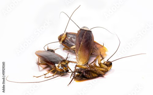 Group,dead cockroaches on white background © tatui1761