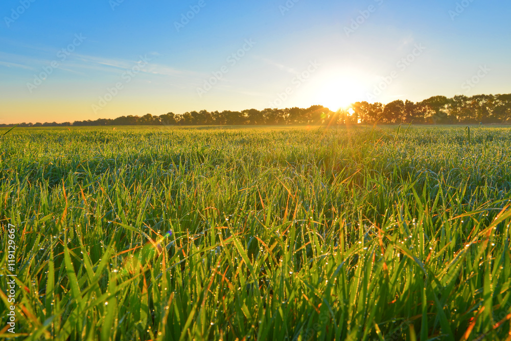 Field Field
