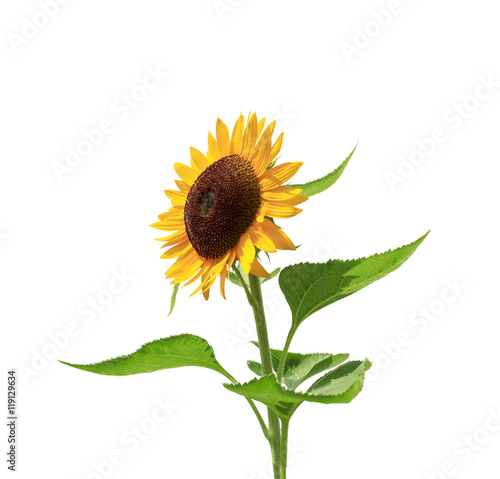 Fototapeta Naklejka Na Ścianę i Meble -  ひまわりの花