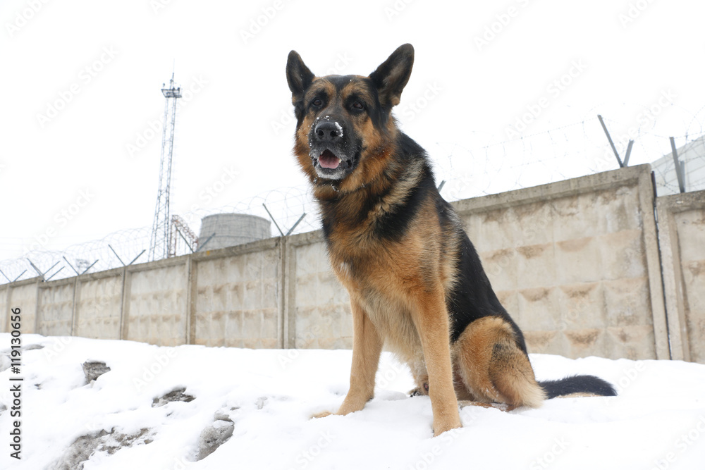 Naklejka premium German shepherd dog is guarding an important object in winter
