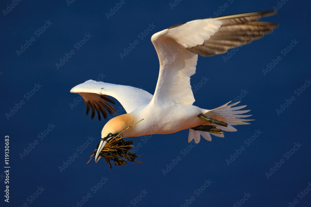Obraz premium Flying bird. Flying Northern gannet with nesting material in the bill Bird in fly with dark blue sea water in the background, Flying bird from Helgoland island. Beautiful flying sea bird from coast.