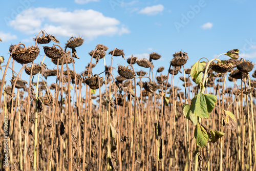 Dry sunflower on the field