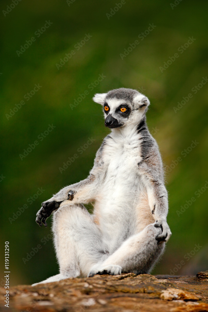 Obraz premium Ring-tailed Lemur, Lemur catta, with green clear background. large strepsirrhine primate in the nature habitat. Cute animal from Madagascar. Beautiful Lemur relaxing in the forest during first light.