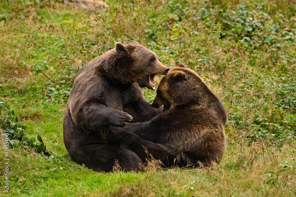 Obraz premium Two fight brown bears in the forest. Portrait of brown bear, sitting on the grey stone, pink flowers at the background, animal in the nature habitat, Slovakia. Wild bear in the nature habitat.