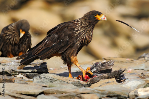 Feeding scene. Birds of prey Strieted caracara, sitting in on the rock, Falkland Islands, Argentina. Bird behaviour. Bird caracara in the nature habitat. Bird with kill carcass. Caracara with food. photo