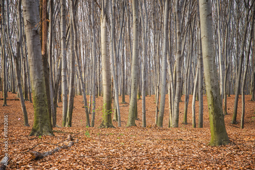 beech forest in Ukraine