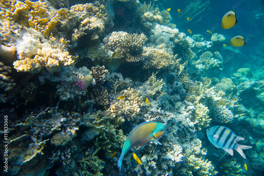 coral reef of the red sea coral reef of the red sea