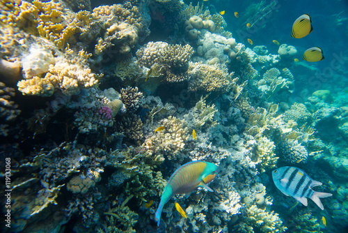 coral reef of the red sea 