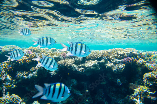coral reef of the red sea 