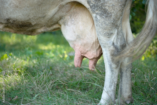 Close up of a Holstein cow's udder © ksena32