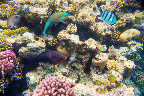 coral reef in red sea 