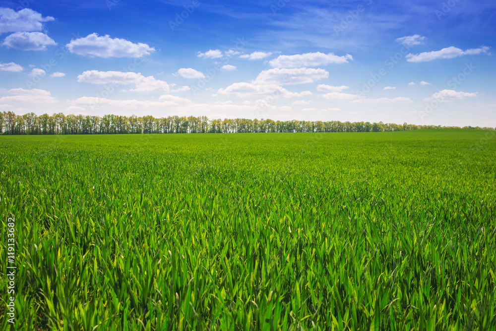 Obraz premium spring landscape field