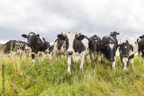 cows grazing photo