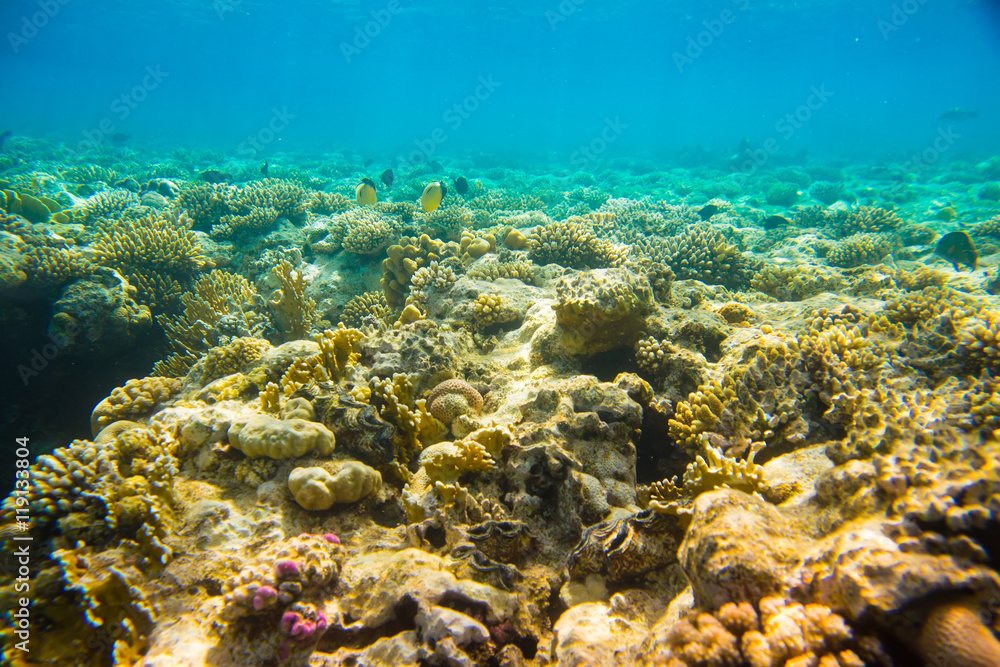 Naklejka premium coral reef of the sea 