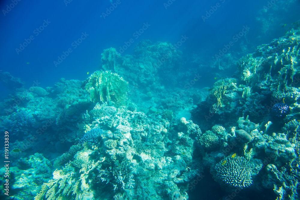 coral reef of the sea coral reef of the sea