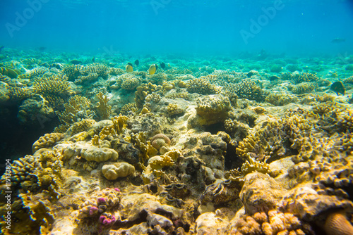  coral reef of the sea 