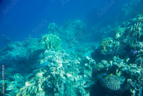  coral reef of the sea 