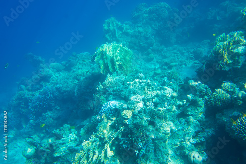  coral reef of the  sea  © badahos