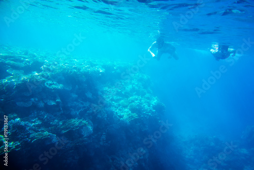Fototapeta Naklejka Na Ścianę i Meble -   coral reef of the  sea 