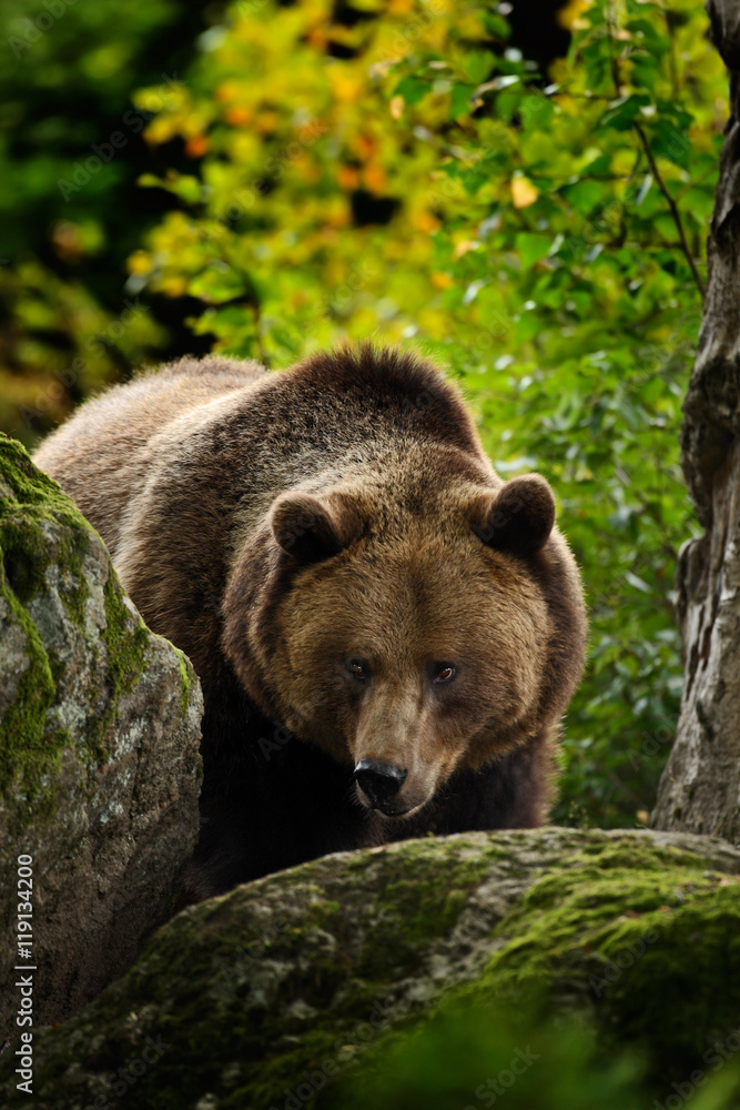 Brown bear, Ursus arctos, hideen behind the green moss stone. Face portrait of brown bear. Bear with open muzzle with big tooth. Brown bear in the nature. Bear in the forest animal, Slovakia