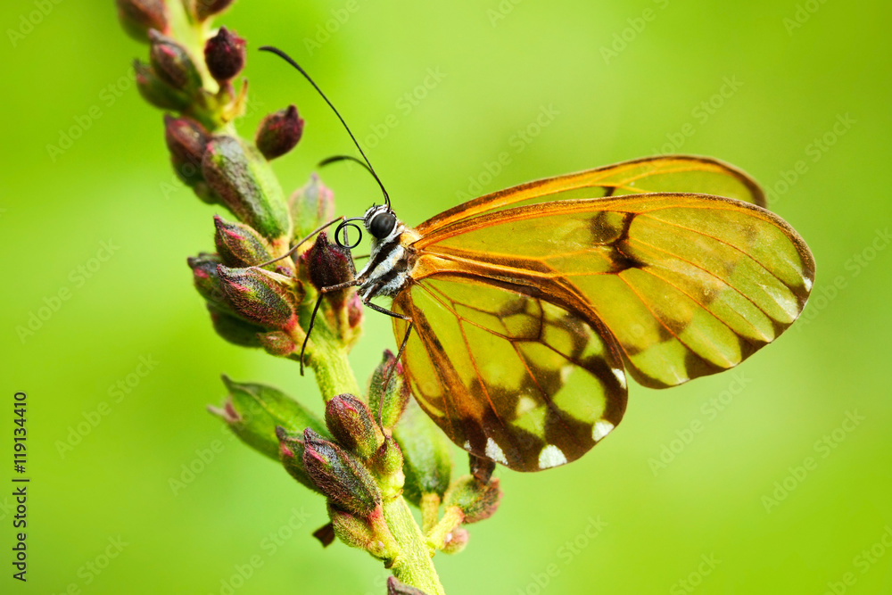 Obraz premium Beautiful Glasswinged butterfly with transparent wings. Beautiful butterfly in the nature habitat. Butterfly with transparent wings from Ecuador. Glasswinged butterfly in the green forest.