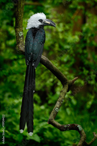 Hornbill in the nature habitat. Western Long-tailed Hornbill, Horizocerus albocristatus, sitting on the branch in the tropic forest in central Africa. Black bird with white head with long tail, Guinea photo