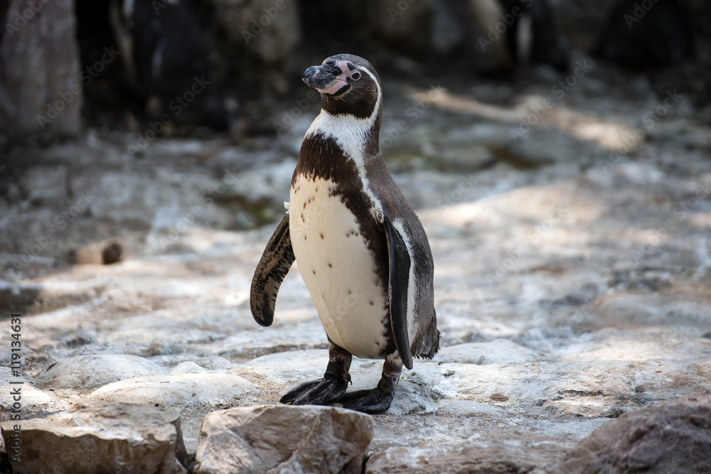 Fototapeta premium Isolated penguin of Humboldt on the rock stone