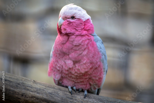 Pink cockatoo portait photo