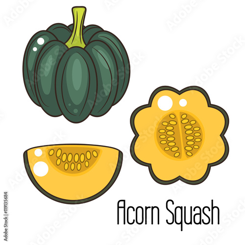 Acorn squash cartoon vector illustration. Green pumpkin whole vegetable and slice.