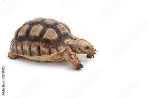 African Spurred Tortoise (Geochelone sulcata) isolated on white
