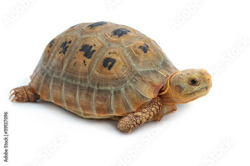 Elogated Tortoise ( Indotestudo elongata), Yellow turtle on whit