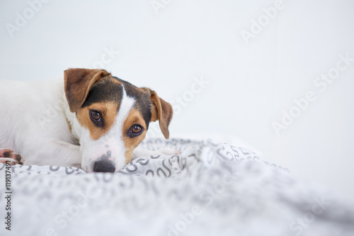 Portrait of adorable brown and white pet dog relaxing on bed against of white wall
