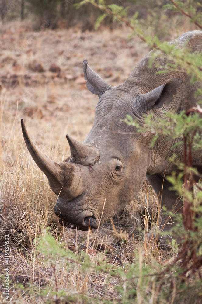 Obraz premium Adult White Rhinoceros in a game reserve in South Africa