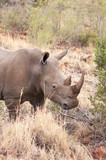 Adult White Rhino