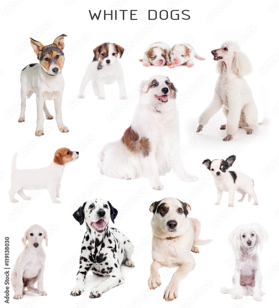 White dogs set