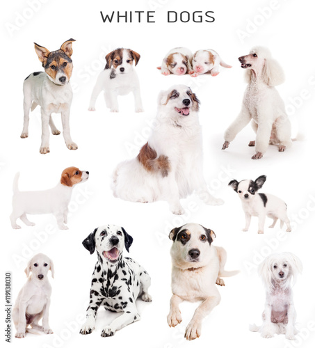 Fototapeta Naklejka Na Ścianę i Meble -  White dogs set