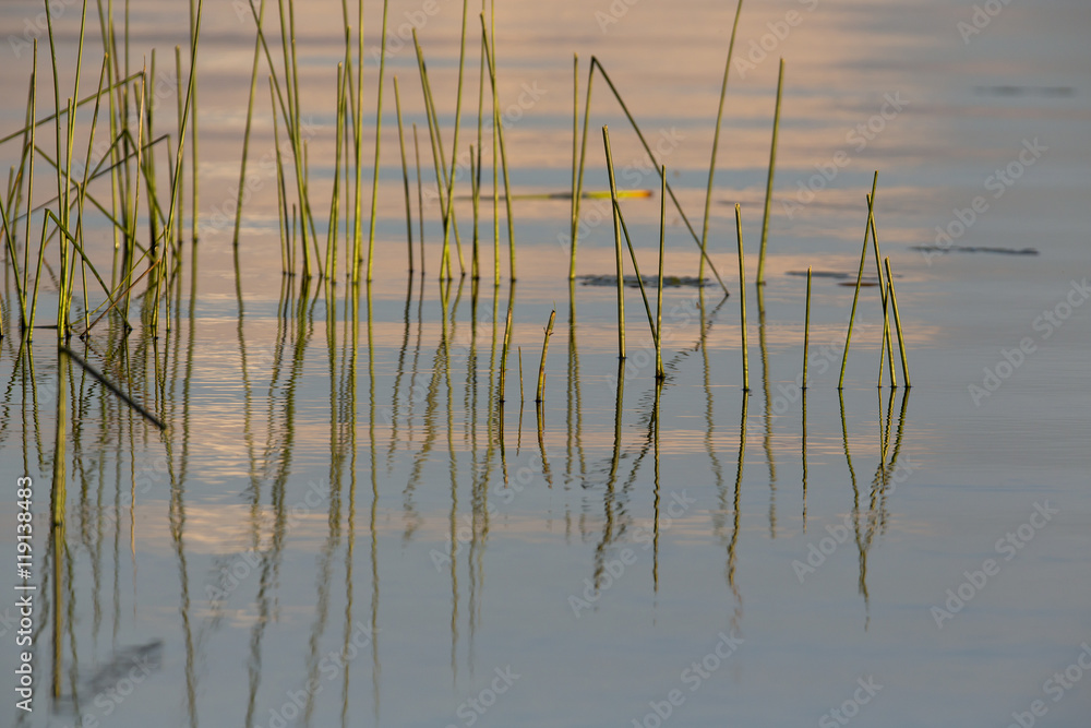 Straws in the water during sunset. The small waves are glowing orange. Straws in the water during sunset. The small waves are glowing orange.