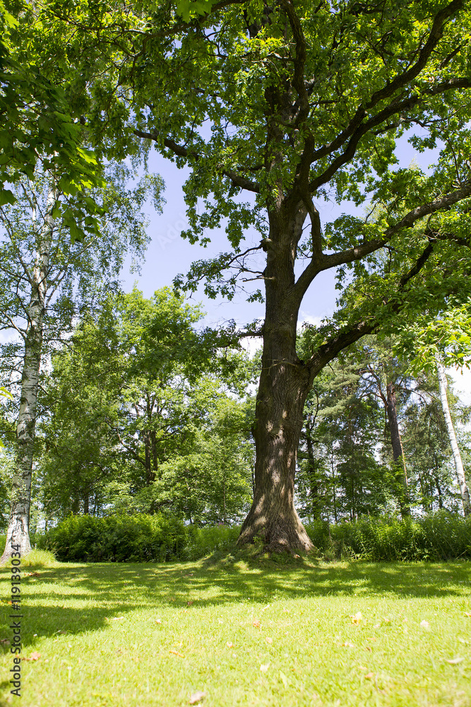 A very old oak tree in the sunshine. It makes huge shadows in the ground. A very old oak tree in the sunshine. It makes huge shadows in the ground.